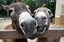 2 donkeys meme