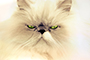 Angry looking cat meme