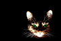 bengal cat in the dark meme