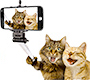 cats selfie meme