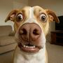 Create your own dog close up meme template online