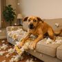Create your own dog sofa meme template online