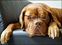 dog with glasses sleeping