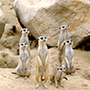 group of meerkats meme