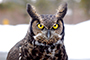 intense eyes owl