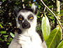 lemur looking ahead meme template