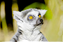 lemur looking right meme
