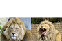 lion reaction