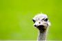 ostrich looking straight ahead meme