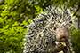 porcupine eating and staring at me meme