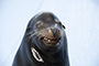 sea lion face