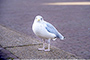 seagull on the road meme