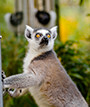 surprised lemur