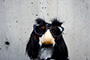 Generate a dog with glasses meme with our free maker Create your own dog with glasses meme template online
