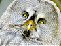 owl looking ahead meme