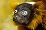 Generate a wide eyes meme with our free maker Create your own wide eyes meme template online